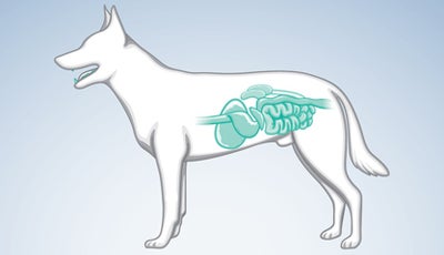 veterinary-surgery-and-dentistry